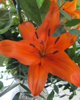 Seasonal Asiatic Lily