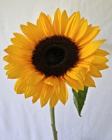 Seasonal Sunflower
