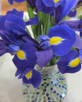 seasonal iris