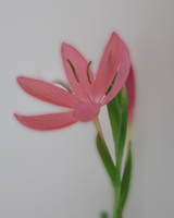 Seasonal flowers Kaffir Lily