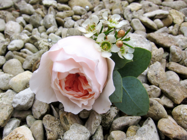 Peach Rose with Waxflower and Eucalyptus. Floral design by Cotswold Blooms, wedding florist based in Cheltenham.