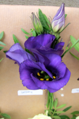Purple Eustoma buttonhole. Floral design by Cotswold Blooms, wedding florist based in Cheltenham.