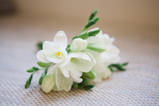 White freesia corsage. Floral design by Cotswold Blooms, wedding florist based in Cheltenham.