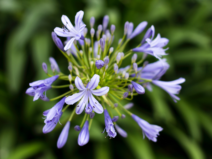 Agapanthus
If the Agapanthus is starting to look limp before you think it should, re-cut the stems and add them to fresh lukewarm water with flower food. 