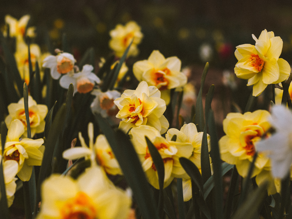 Daffodils
Daffodils are often best kept in an arrangement on their own, as they can release a chemical which can harm other flowers. If they are used in a mixed arrangement, change the water frequently. 